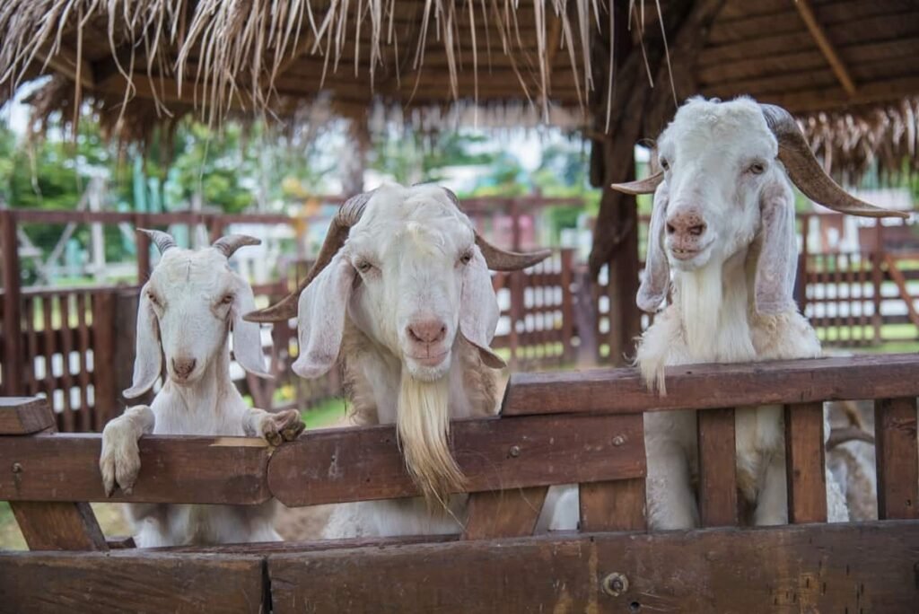 Goat-Farming-in-Pakistan2