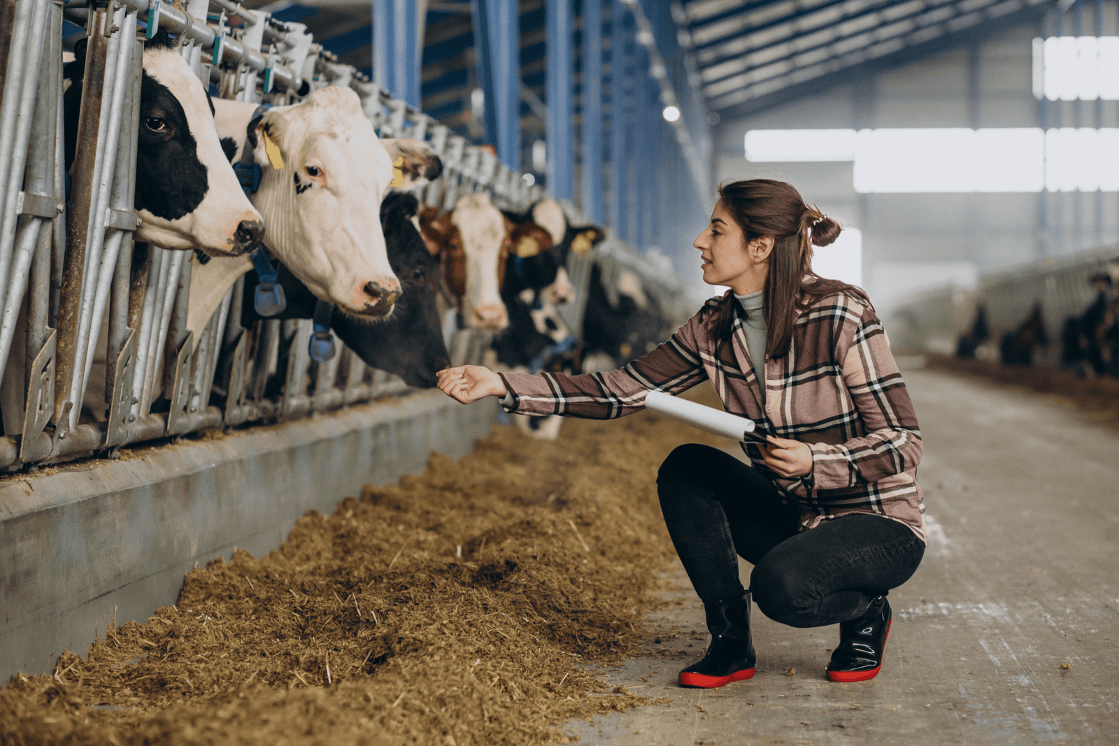 cattle-farm-business-plan