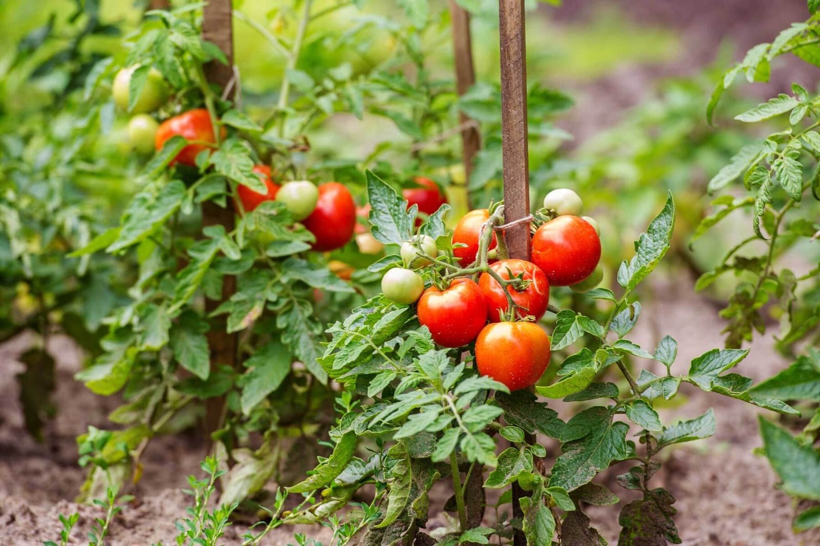 tomatoes-