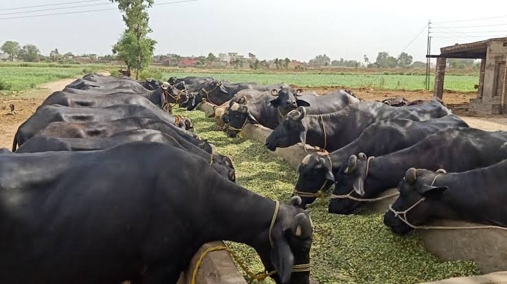 Buffalo-Farming
