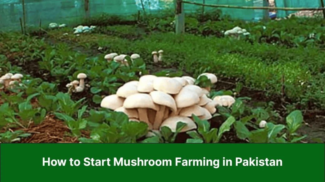 How to Start a Mushroom Farming