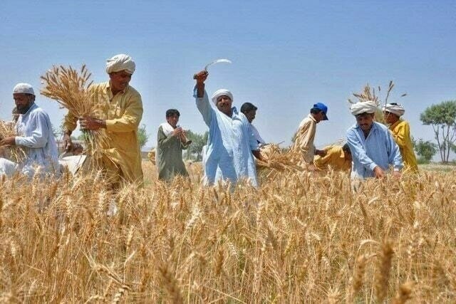 Wheat-Farming